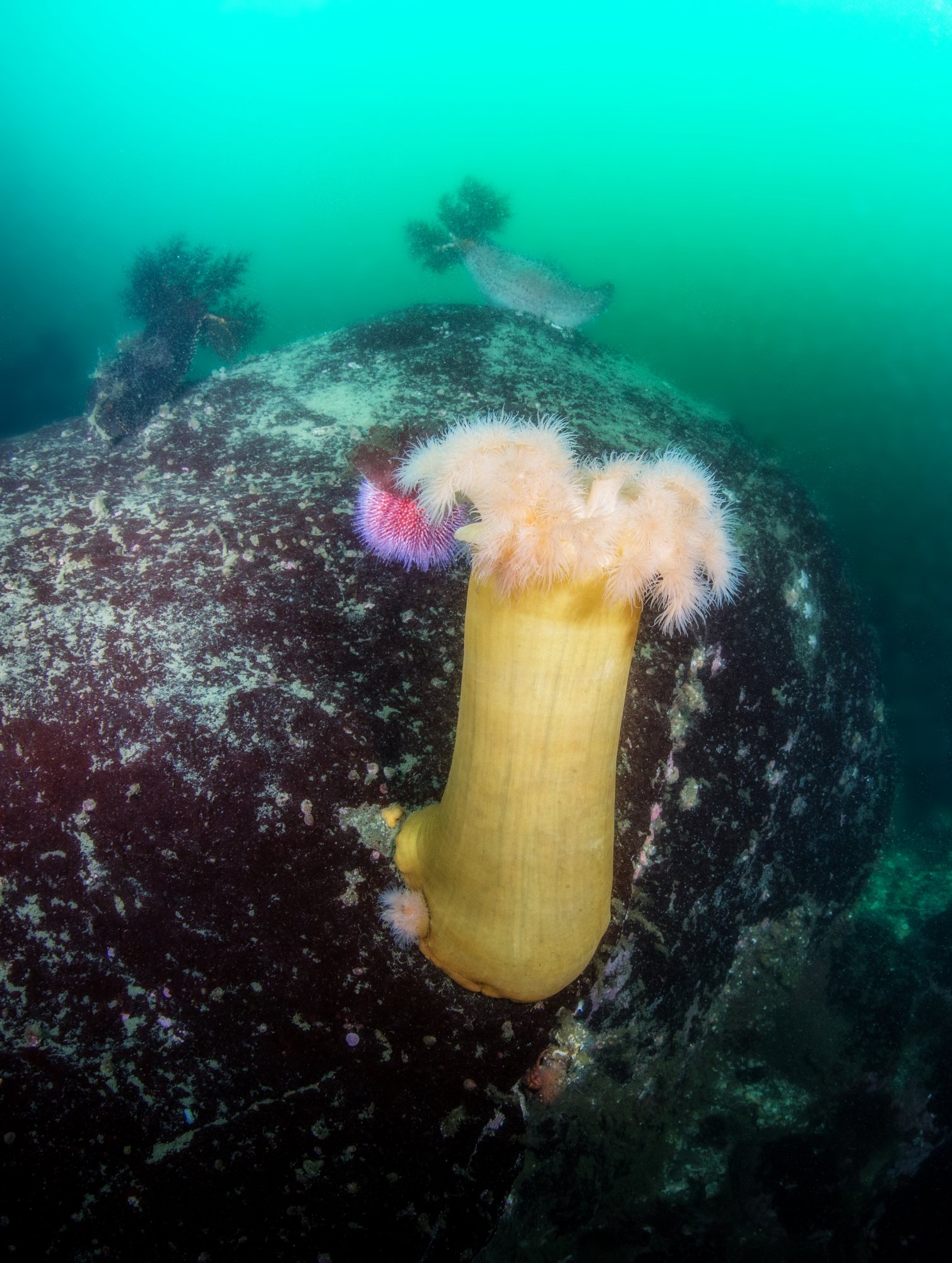 Iceland sea creature