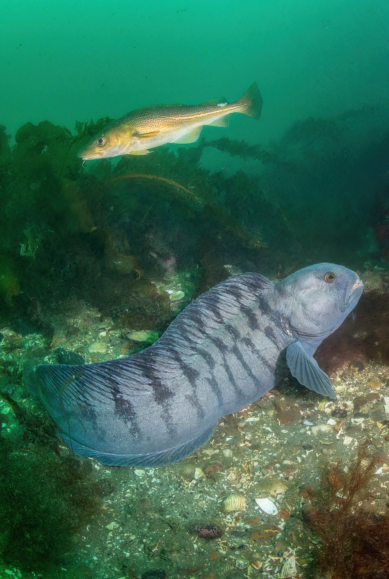 Wolffish Iceland