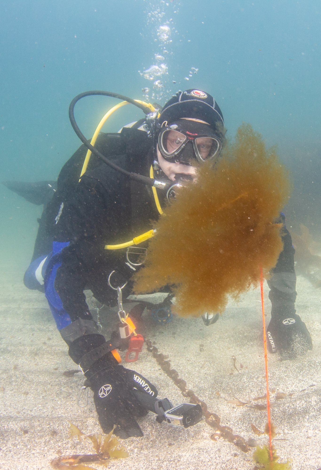 Iceland ocean diving